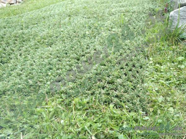KIT hybride gras kit 2x10 (20m2) mètres pour Husqvarna Automower® - Kopie